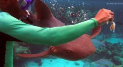 shrimpy hand feeding a nurse shark by Andrew Kubica 